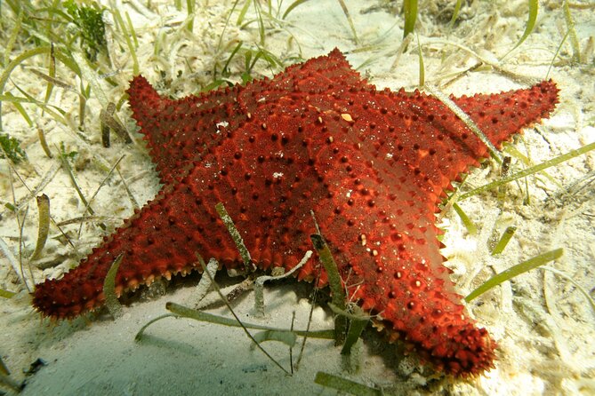 Nassau Shore Excursion: Bahamas Snorkel Adventure - Who will enjoy this outing most
