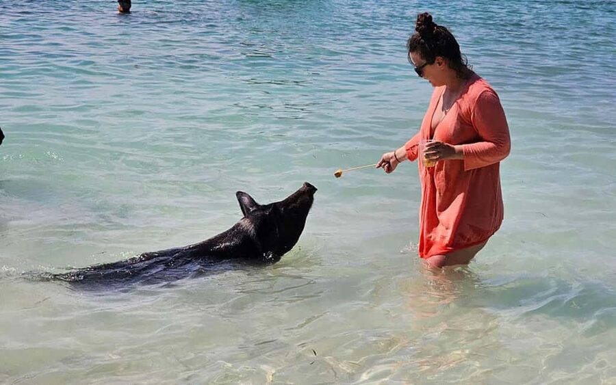 Nassau: Snorkeling, Pig Beach, Swim with Turtles, and Lunch - The best parts of this Nassau catamaran trip