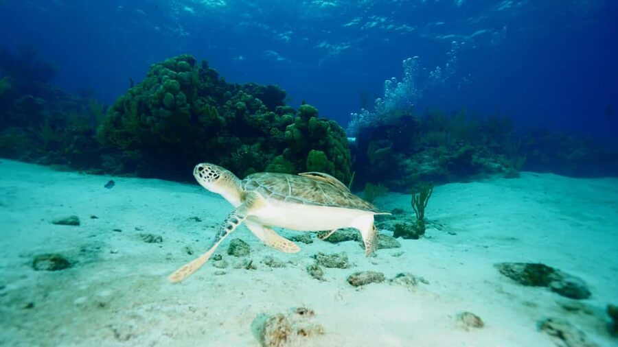 Nassau: Snorkeling, Pig Beach, Swim with Turtles, and Lunch - Should you book this Nassau catamaran cruise?