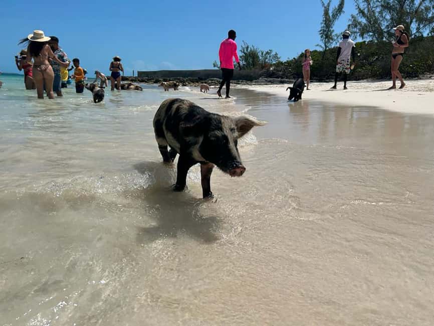 Nassau: Snorkeling, Pig Beach, Swim with Turtles, and Lunch - Getting to Montagu Beach before departure