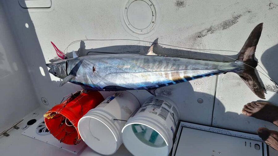 Nassau: Sport-fishing private charter . - Equipment and comfort aboard