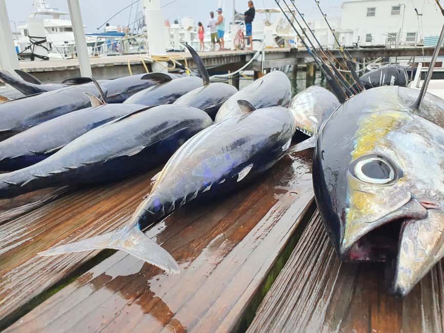 Nassau: Sport-fishing private charter . - Choosing between offshore, inshore, and bottom fishing