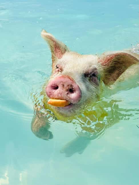 Nassau: Swimming Pigs and Private Beach Club Trip with Lunch - Key points at a glance