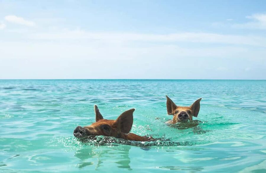Nassau: Swimming Pigs and Private Beach Club Trip with Lunch - Rose Island gives the pig encounter room to breathe