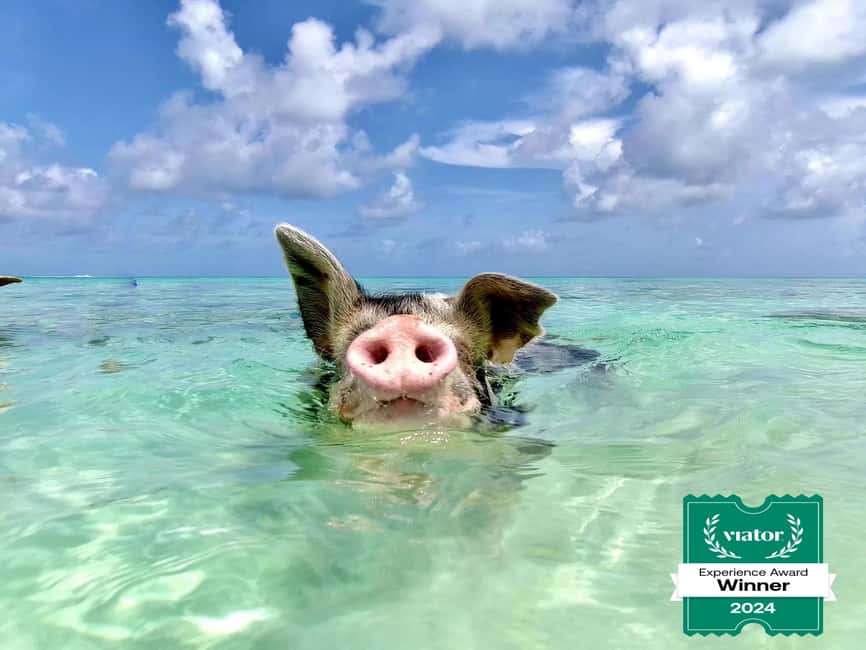 Nassau: Swimming Pigs and Private Beach Club Trip with Lunch - Meeting the swimming pigs on Rose Island