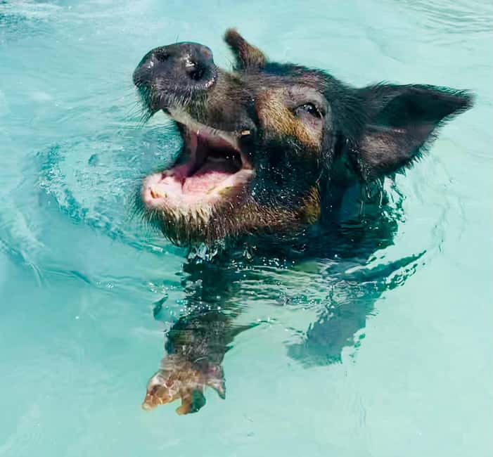 Nassau: Swimming Pigs and Private Beach Club Trip with Lunch - Beach time, paddleboards, and snorkeling