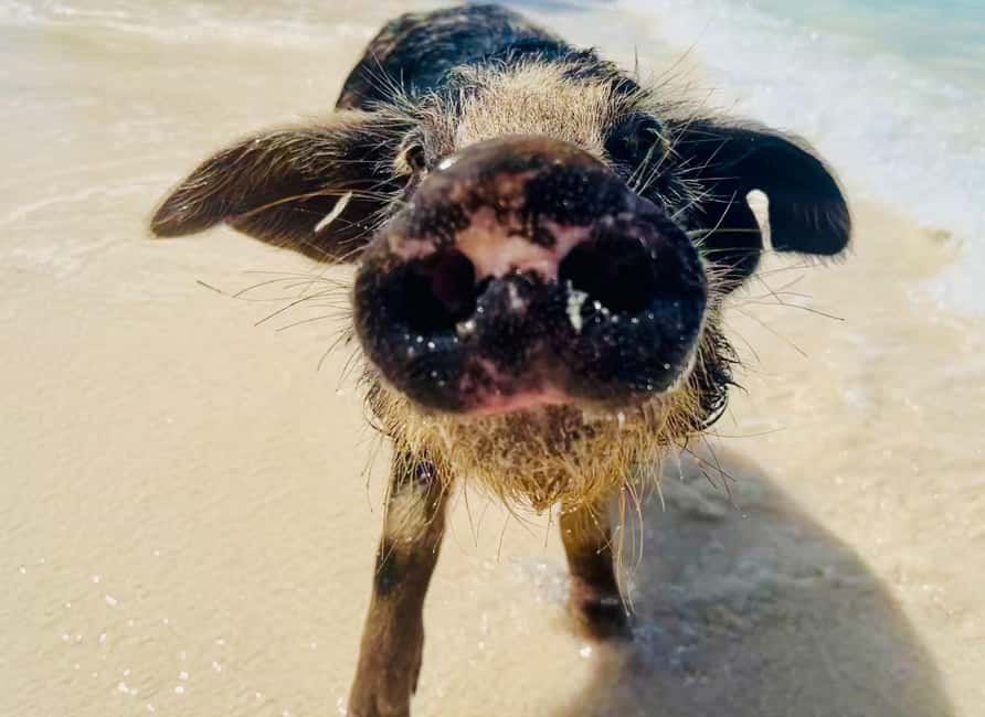 Nassau: Swimming Pigs and Private Beach Club Trip with Lunch - Bahamian lunch served beside the water
