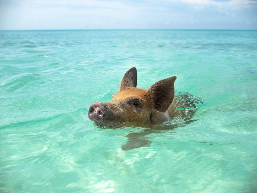 Nassau: Swimming Pigs and Private Beach Club Trip with Lunch - Is $139 a fair price?