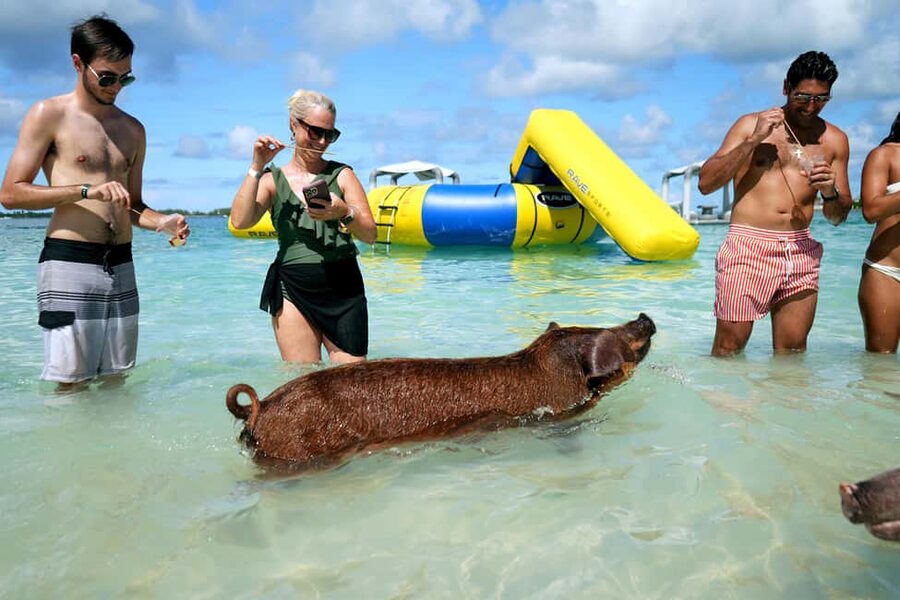 Nassau: Swimming Pigs, Snorkeling, Lunch, & Beach Boat Tour - Meeting the Swimming Pigs at Athol Island