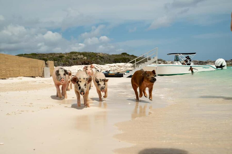 Nassau: Swimming Pigs, Snorkeling, Lunch, & Beach Boat Tour - Who Will Enjoy This Nassau Tour Most?