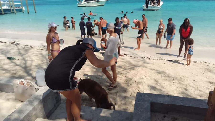 Nassau: Swimming with Pigs, Snorkeling, and Sightseeing Tour - Quick points to know before you book