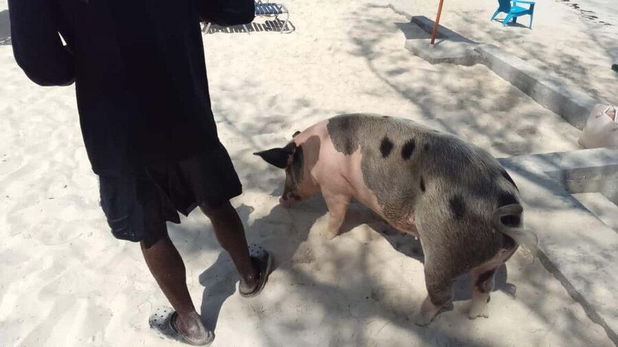 Nassau: Swimming with Pigs, Snorkeling, and Sightseeing Tour - Coral reefs, marine life, and the first water stop
