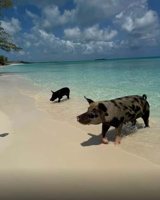 Paradise Found In Hog Haven: Ultimate Beach Escape - Is the $69 price a good deal?