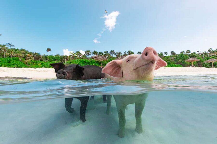 Paradise Island: Rose Island Tour with Swimming Pigs & Lunch - Meeting the swimming pigs