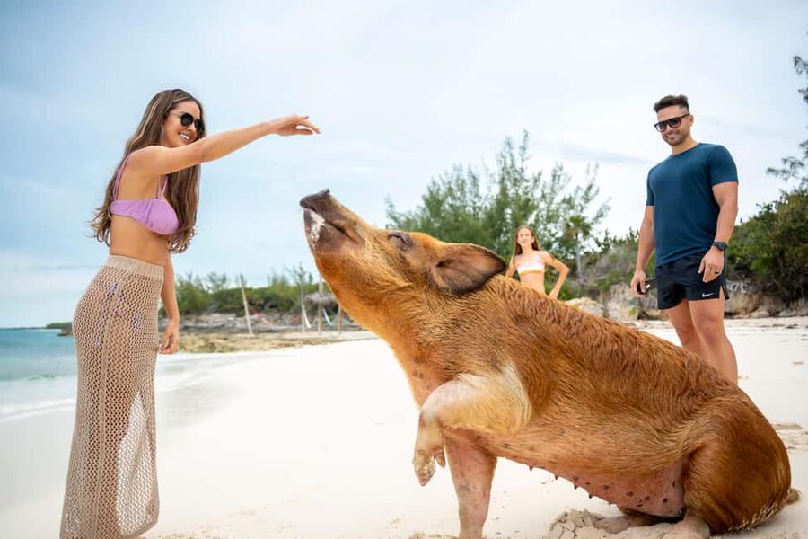 Paradise Island: Rose Island Tour with Swimming Pigs & Lunch - Lunch, drinks, and the beach bar