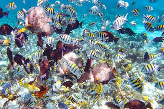 Pearl Island Bahamas Snorkeling Experience and Lunch - Key things to know before you book