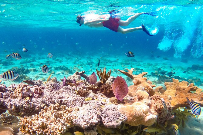 Pearl Island Bahamas Snorkeling Experience and Lunch - How the snorkeling really works