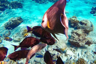Pearl Island Bahamas Snorkeling Experience and Lunch
