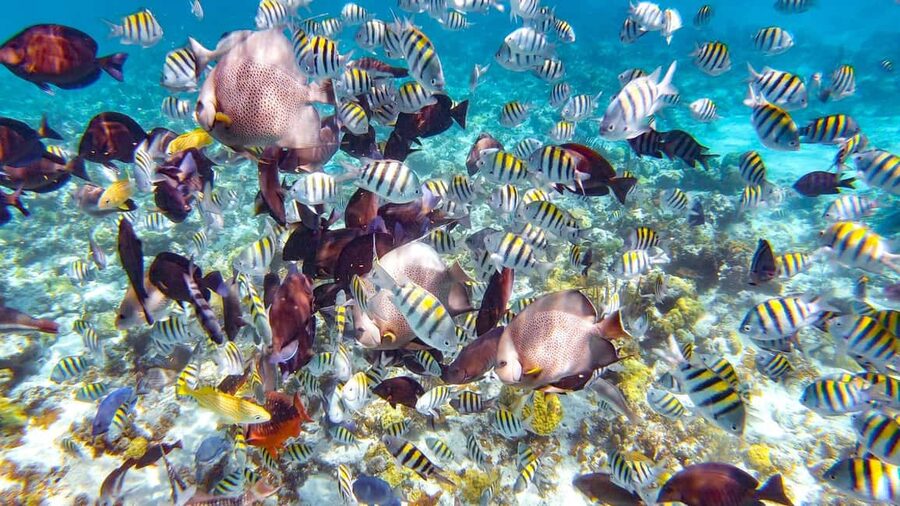 Pearl Island Beach: Full-day Snorkelling with Lunch - Guided snorkelling over coral and fish