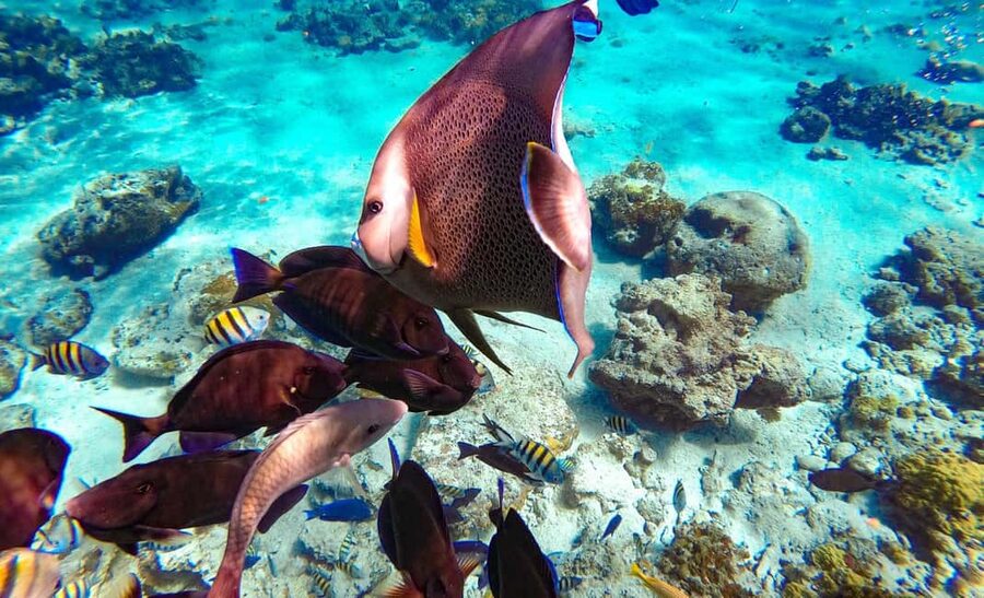 Pearl Island Beach: Full-day Snorkelling with Lunch - Lighthouse views and easy water activities