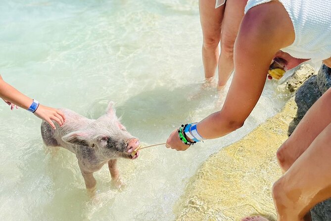 Perfect Day Swimming Pigs, Turtles, Reef Snorkel & Lunch - Rose Island gives you two hours to slow down