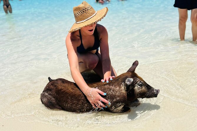 Perfect Day Swimming Pigs, Turtles, Reef Snorkel & Lunch - The pig encounter is organized, funny, and not quite swimming