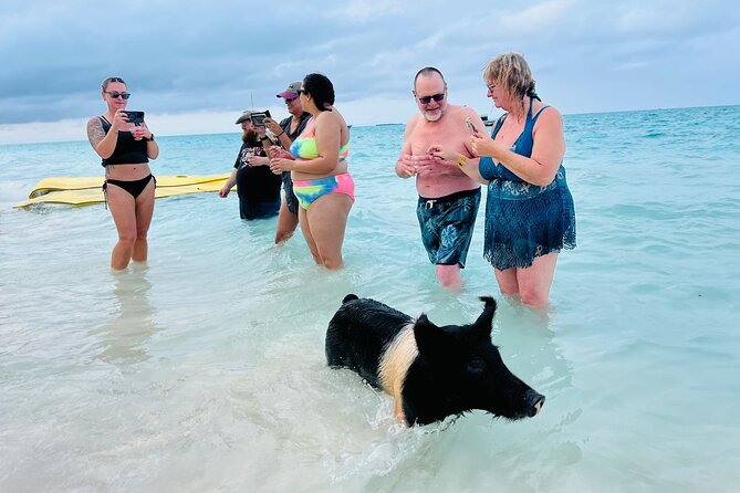 Perfect Day Swimming Pigs, Turtles, Reef Snorkel & Lunch - Timing matters for cruise passengers