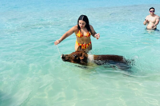 Perfect Day Swimming Pigs, Turtles, Reef Snorkel & Lunch - Atholl Island offers the best underwater stop