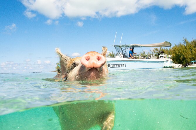 Pink Sand Beach and Swimming Pigs Adventure from Nassau - Meeks Patch Island and the swimming pigs