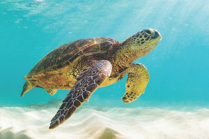 Powerboat and Snorkel Experience with Swimming Pigs and Turtles - Meeting the famous swimming pigs