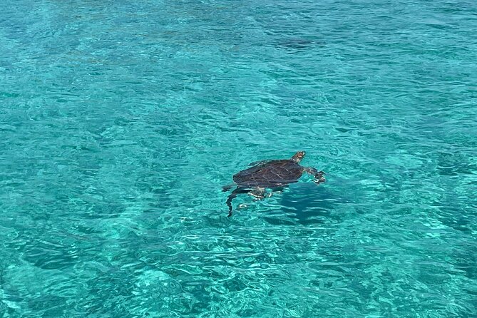 Private Boat Swim and Snorkel Adventure to Rose Island - Life aboard the 32-foot or 40-foot boat