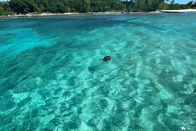 Private Eleuthera Island: Swim With Pigs, Turtles & Stingrays - Leaving Nassau for Eleuthera by boat