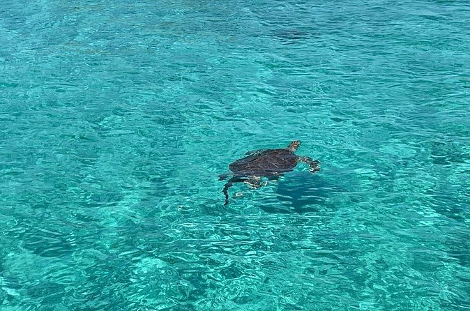 Private Eleuthera Island: Swim With Pigs, Turtles & Stingrays - Pink Sands Beach on Harbour Island