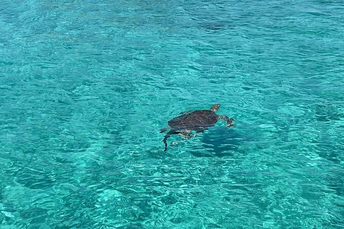 Private Eleuthera Island: Swim With Pigs, Turtles & Stingrays - Royal Island’s sandbar and wooden swings