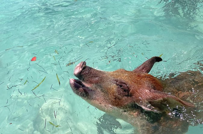 Private Eleuthera Island: Swim With Pigs, Turtles & Stingrays - What the $8,500 private price really buys