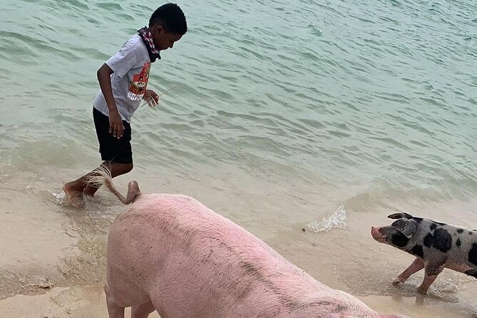 Private GroupTour Pigs/Turtles/Snorkeling/Lunch/Pickup/Dropoff - Why this Nassau boat day works well for groups