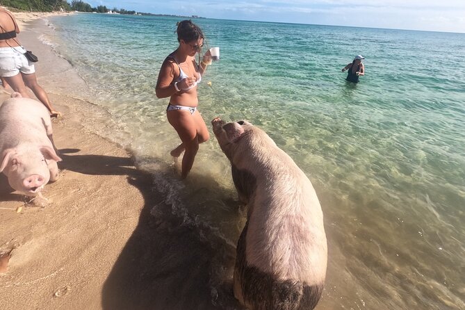 Private GroupTour Pigs/Turtles/Snorkeling/Lunch/Pickup/Dropoff - Gilligan’s Island and the value of the boat ride