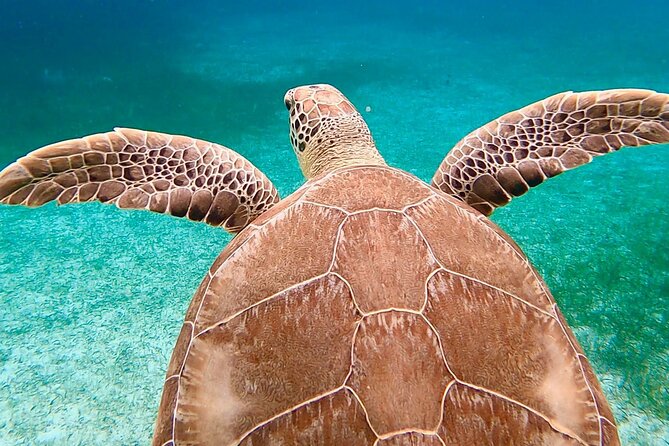 Private Rose Island, Swimming Pigs, Snorkeling and Turtles - Captains, boats, and the level of service