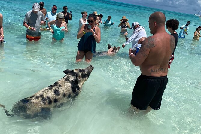 Private Rose Island, Swimming Pigs, Snorkeling and Turtles - Getting from Nassau to the water