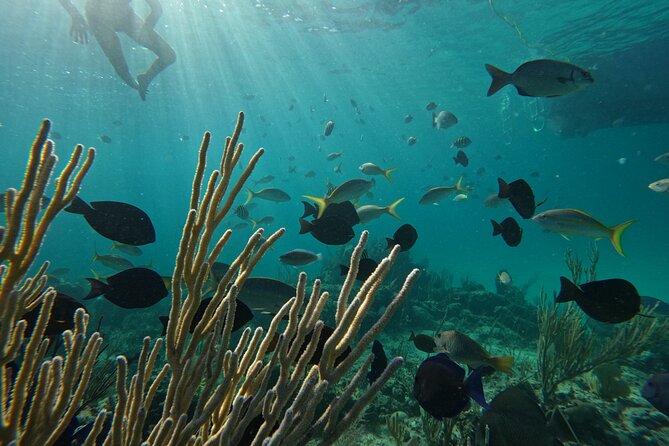 Private Snorkeling or Fishing Charter in Nassau - 38ft Free Time - Who will enjoy Free Time most?