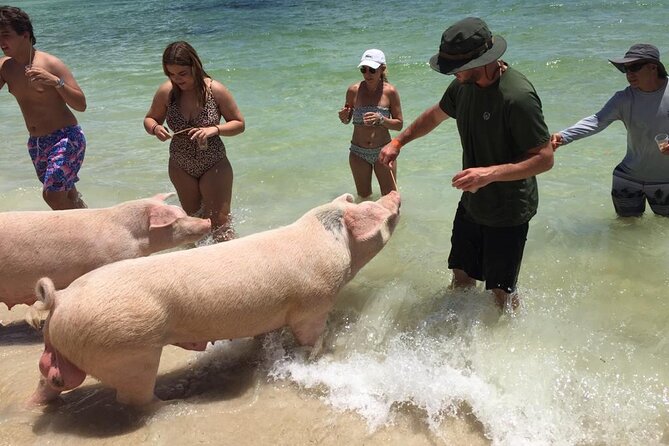 Private Swim With Pigs and Snorkeling in Paradise Tour - Coral reefs filled with tropical fish