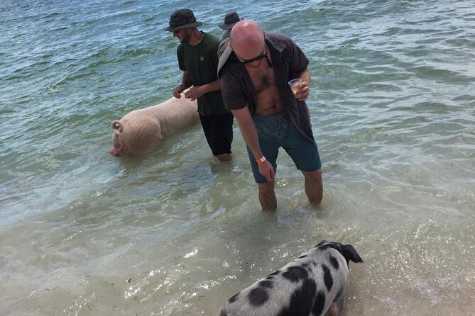 Private Swim With Pigs and Snorkeling in Paradise Tour - Looking for green turtles in the clear water