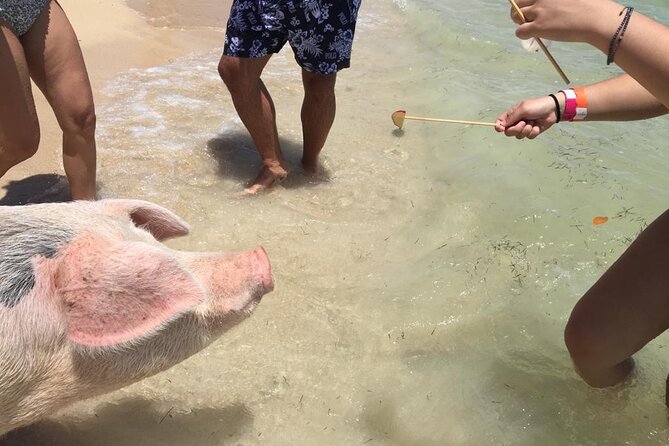 Private Swim With Pigs and Snorkeling in Paradise Tour - A beach stop for sun and quiet time