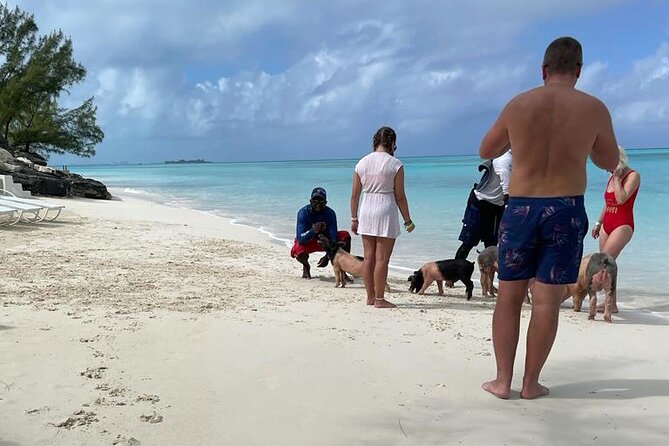 Private Swim With Pigs and Snorkeling in Paradise Tour - Why a private group can justify the price