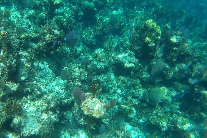 Rose Island Adventure: Turtle, Swim and Snorkel - The 10-minute speedboat ride sets the tone