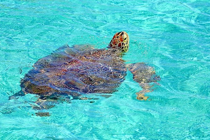 Rose Island Half-Day Snorkeling Cruise - Key points to know before you book