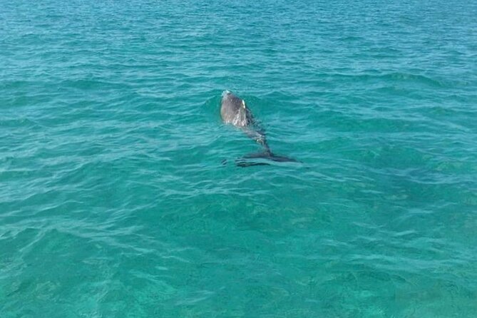 Rose Island Half-Day Snorkeling Cruise - Who should book this half-day outing?