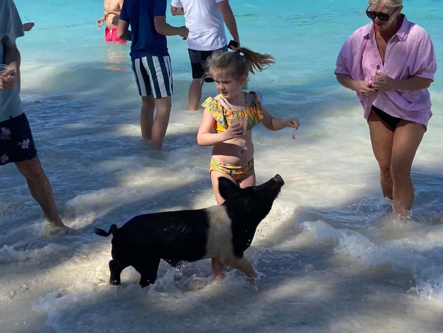Rose Island: Pig Beach, Snorkeling, Sea Turtles, Beach - Green Cay and the sea turtles