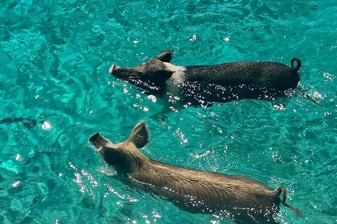 Rose Island Swimming Pigs - Thirty Minutes on the Snorkeling Reef