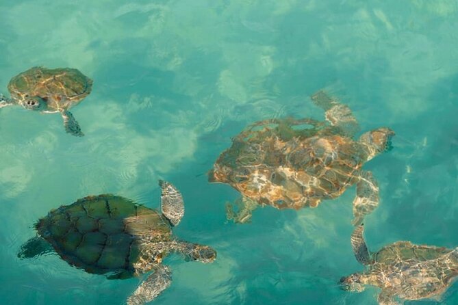 Rose Island Swimming Pigs - Is $259 a Fair Price?